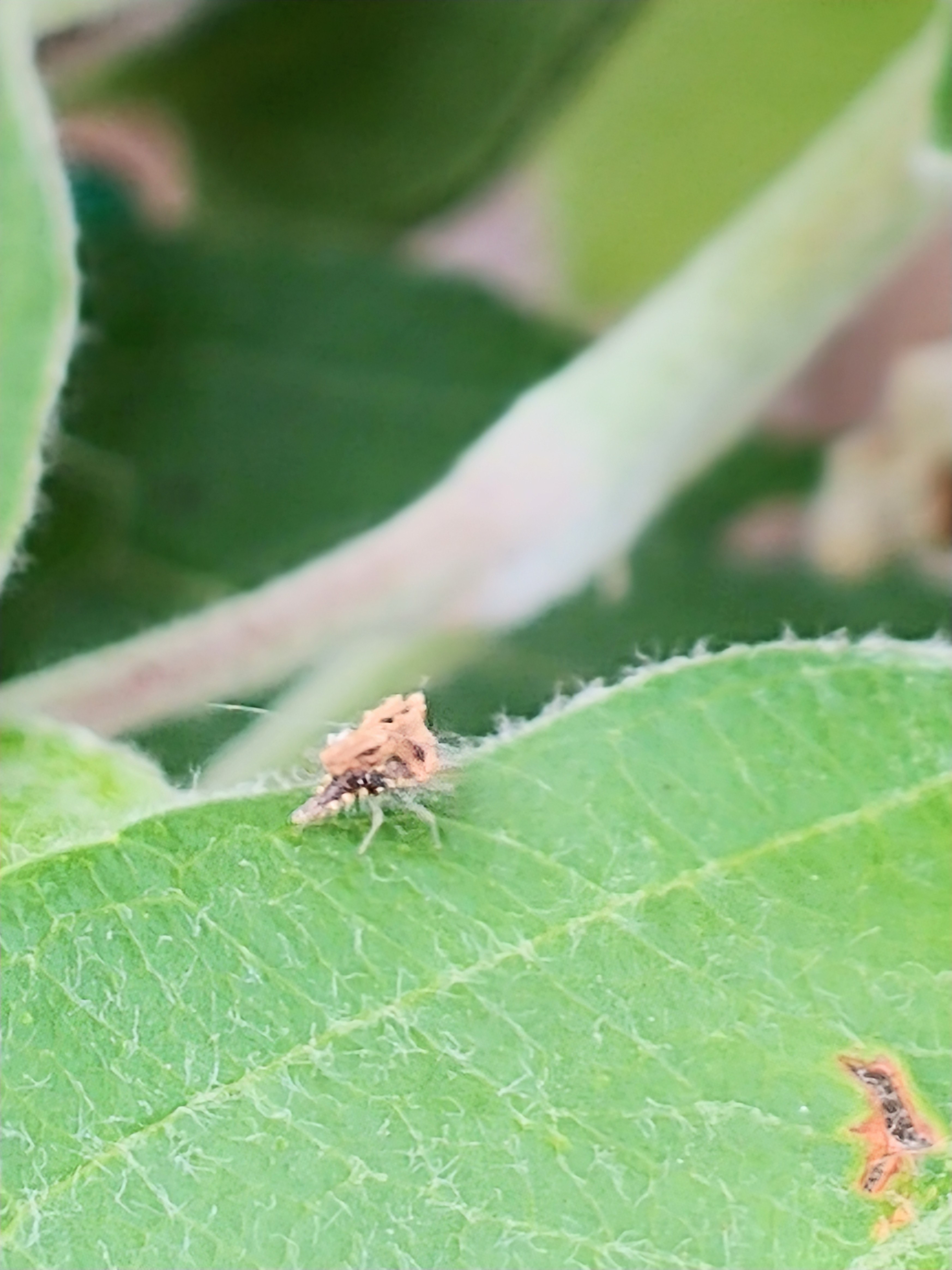 Green lacewing larvae / aphid lions