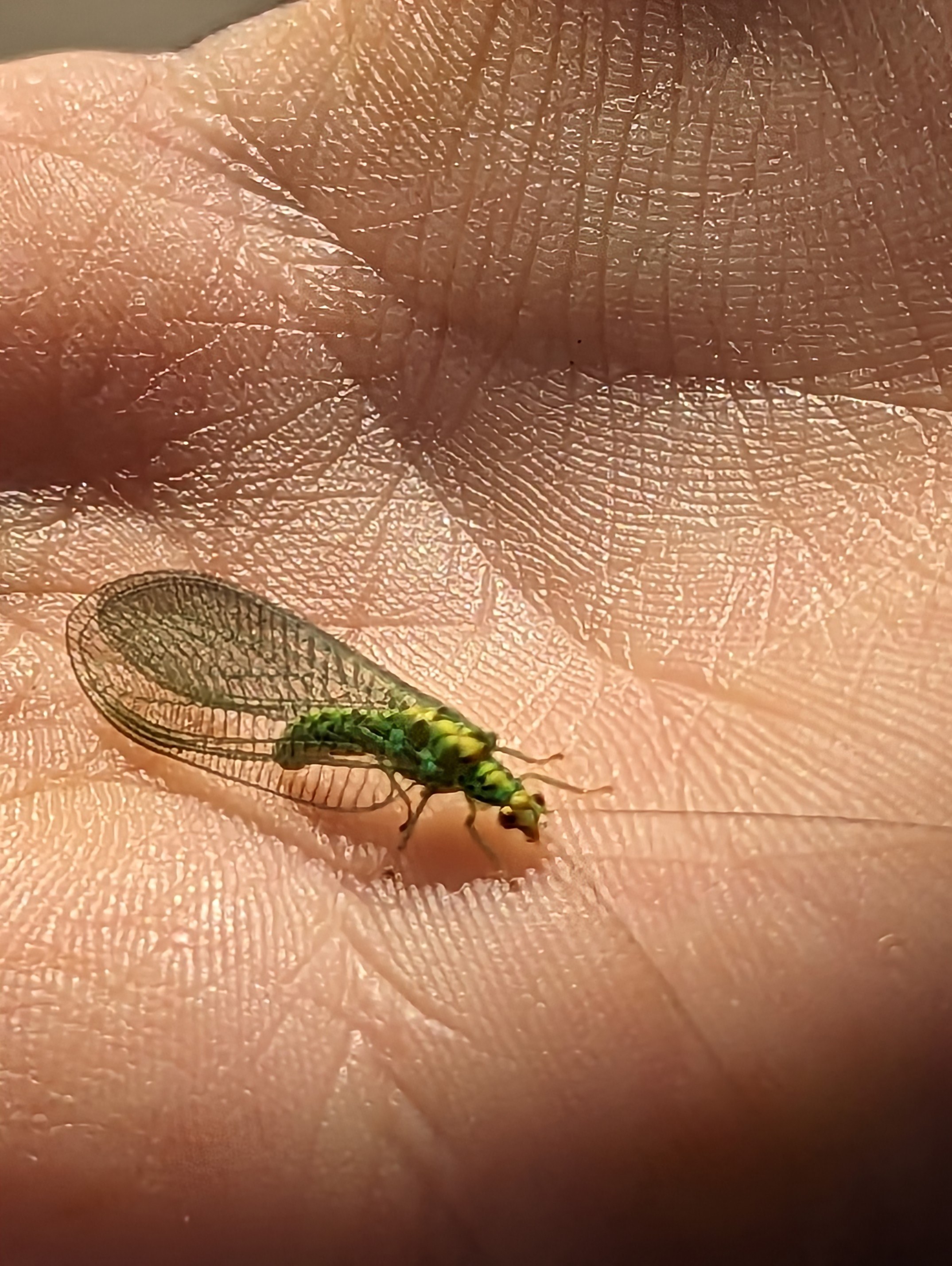 Green Lacewing