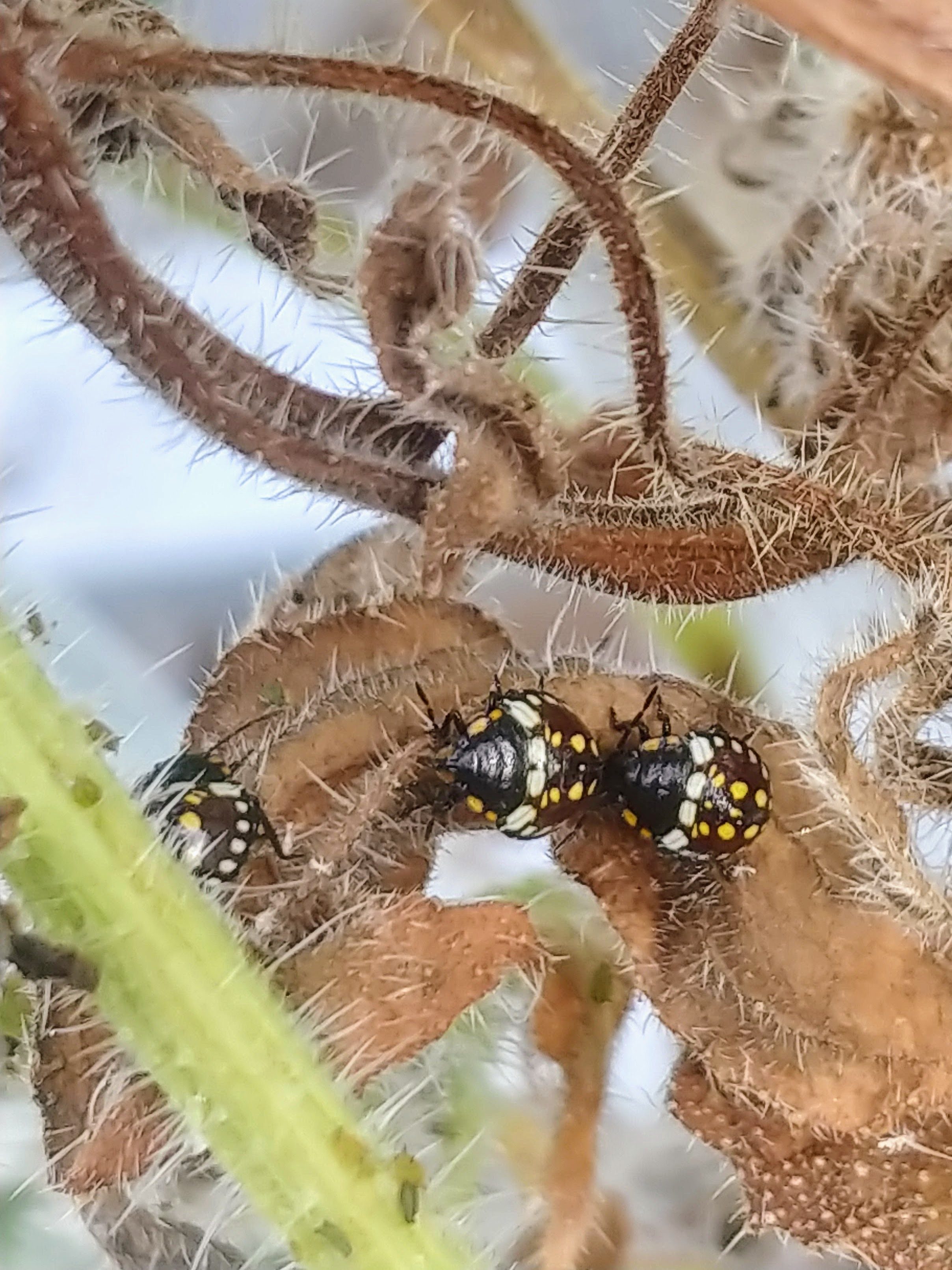 Green Vegetable Bug / Stink Bug - Third Instar/Moult