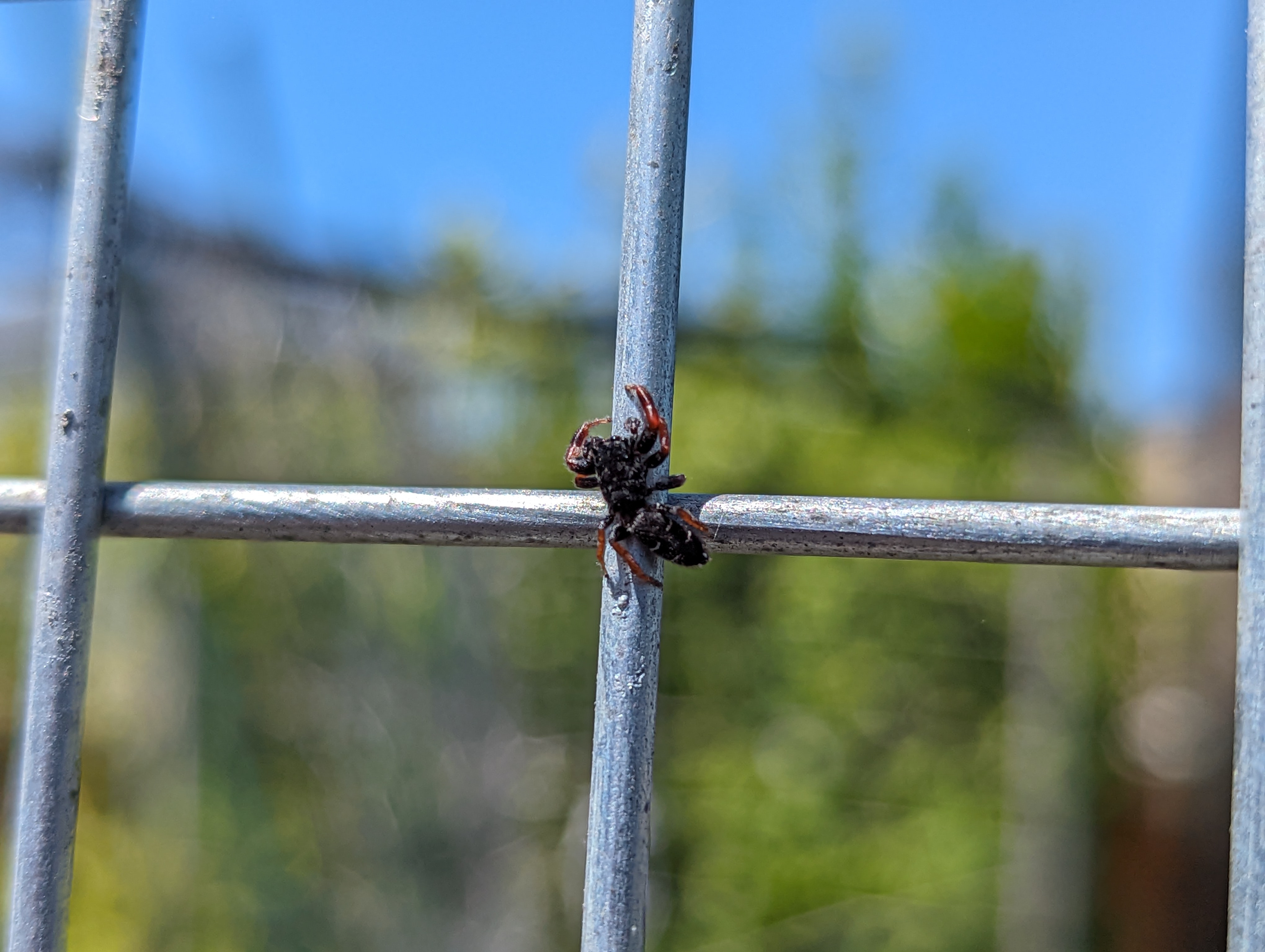 Jumping spider