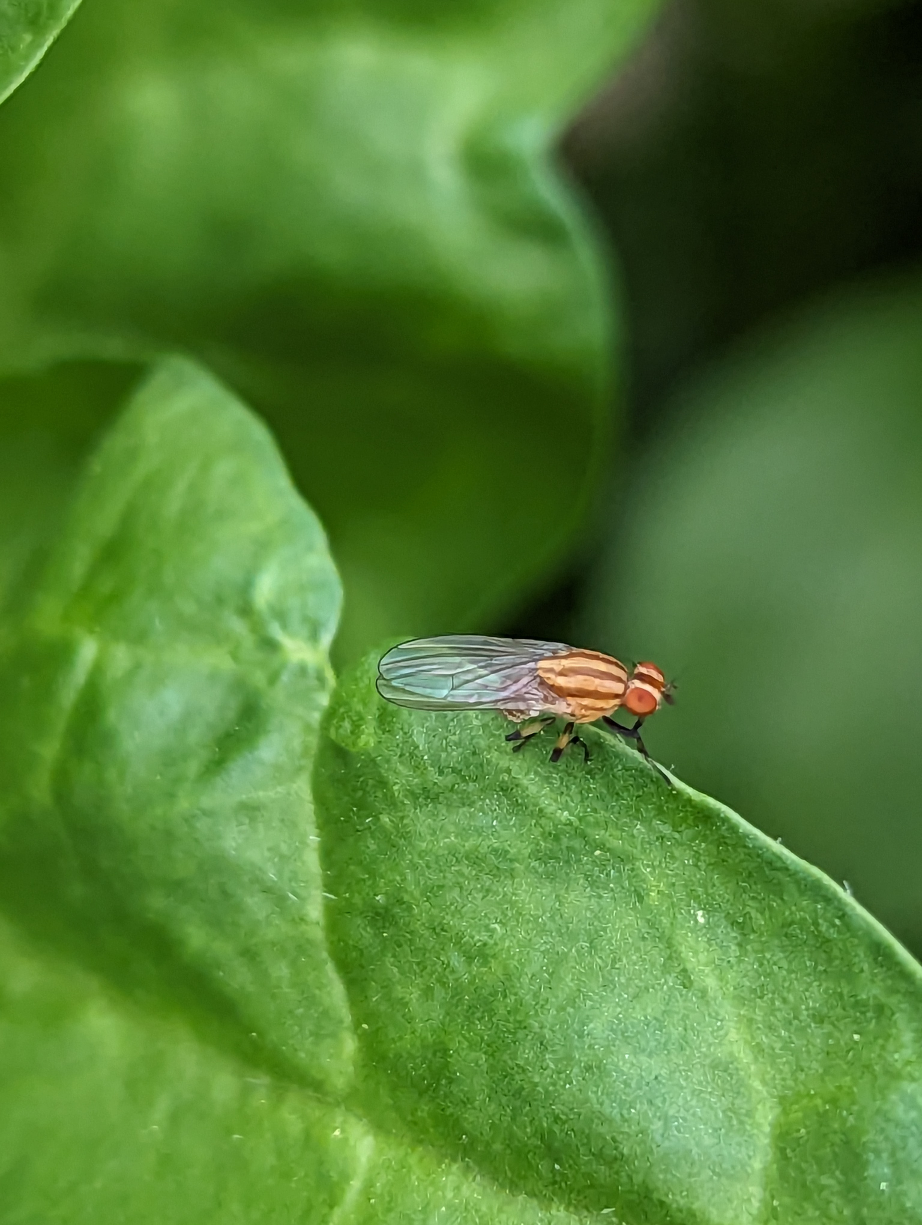 Lauxid Fly
