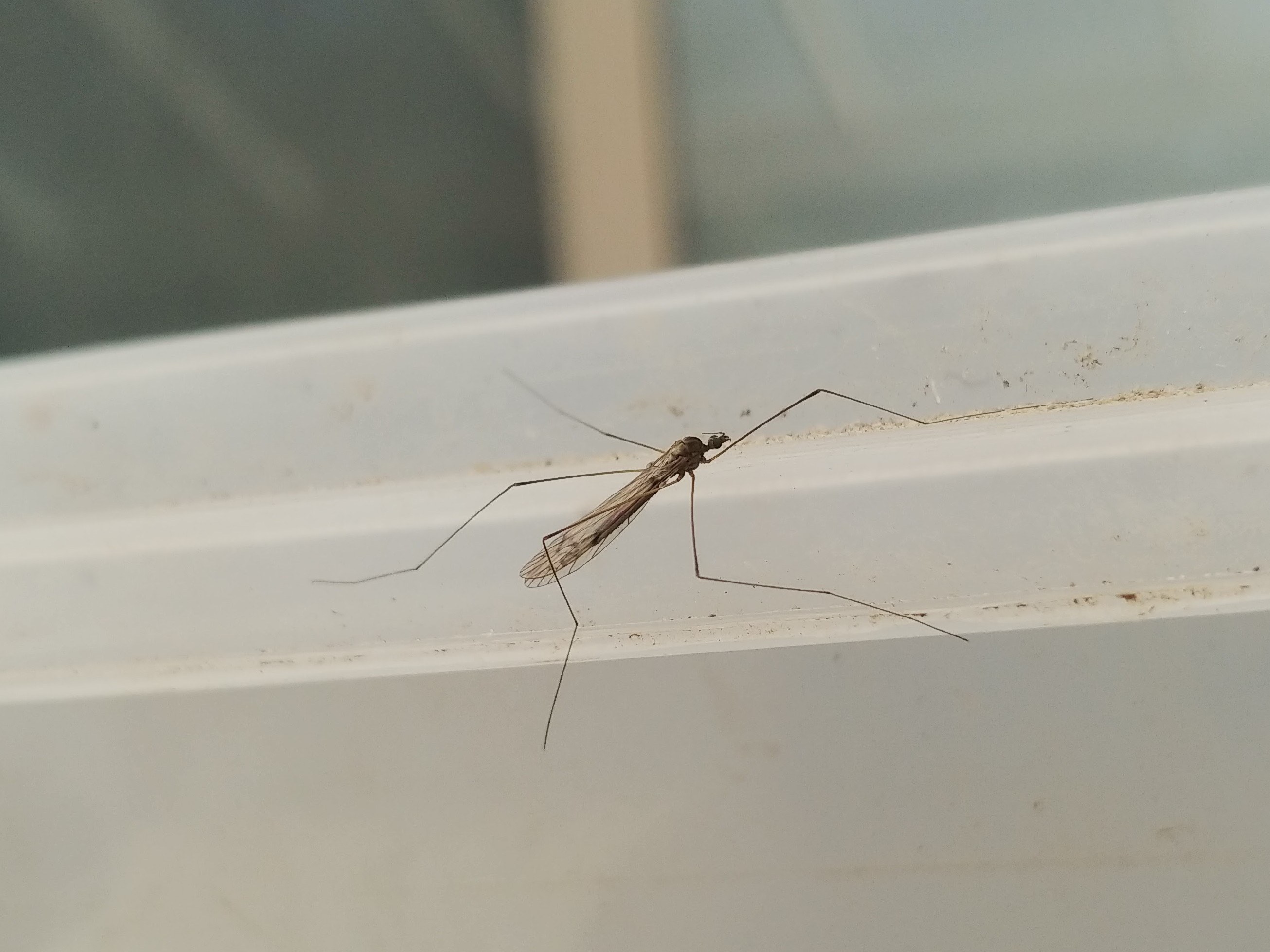 Long-palped Crane Fly