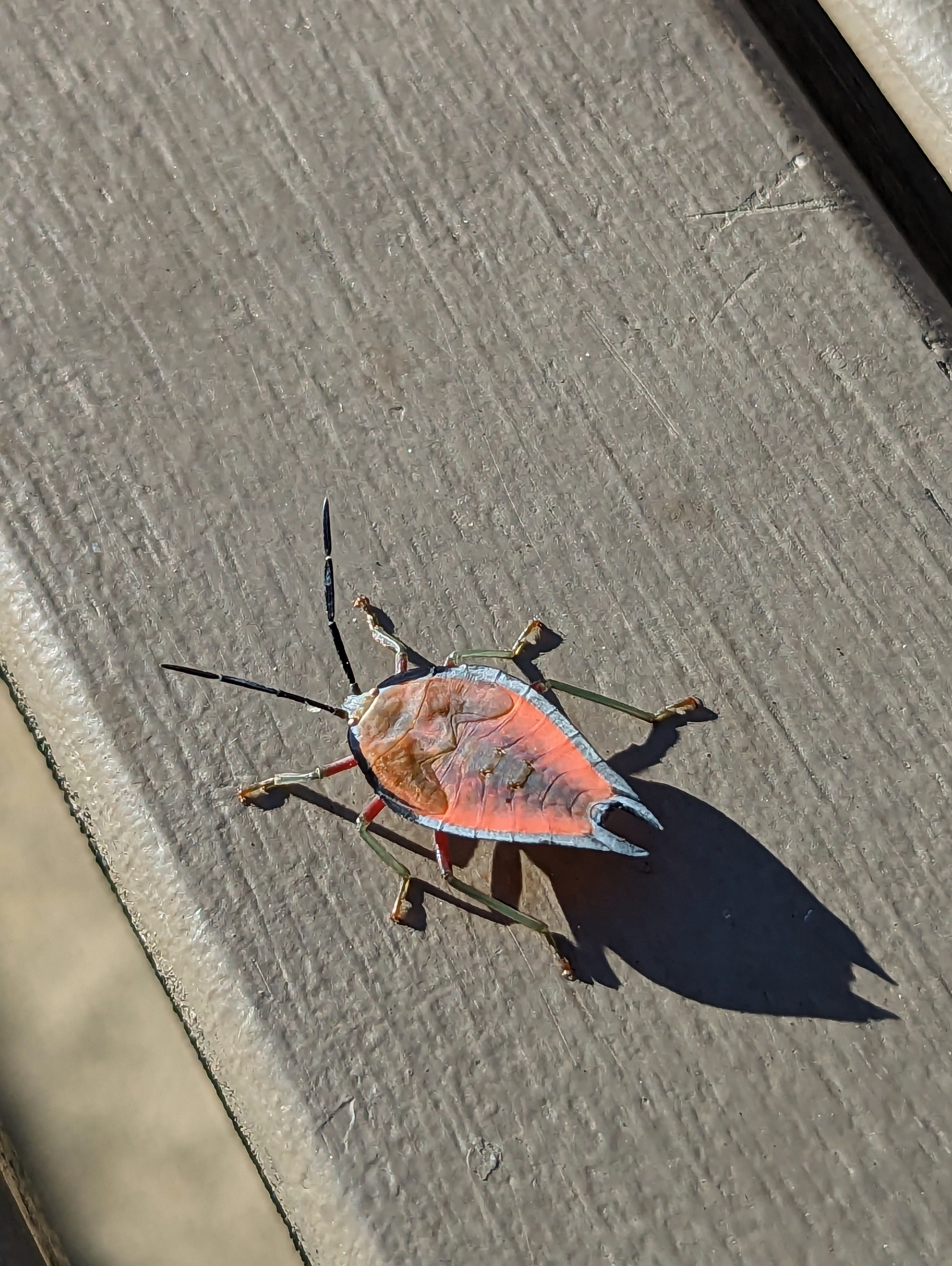 Lychee Stink Bug