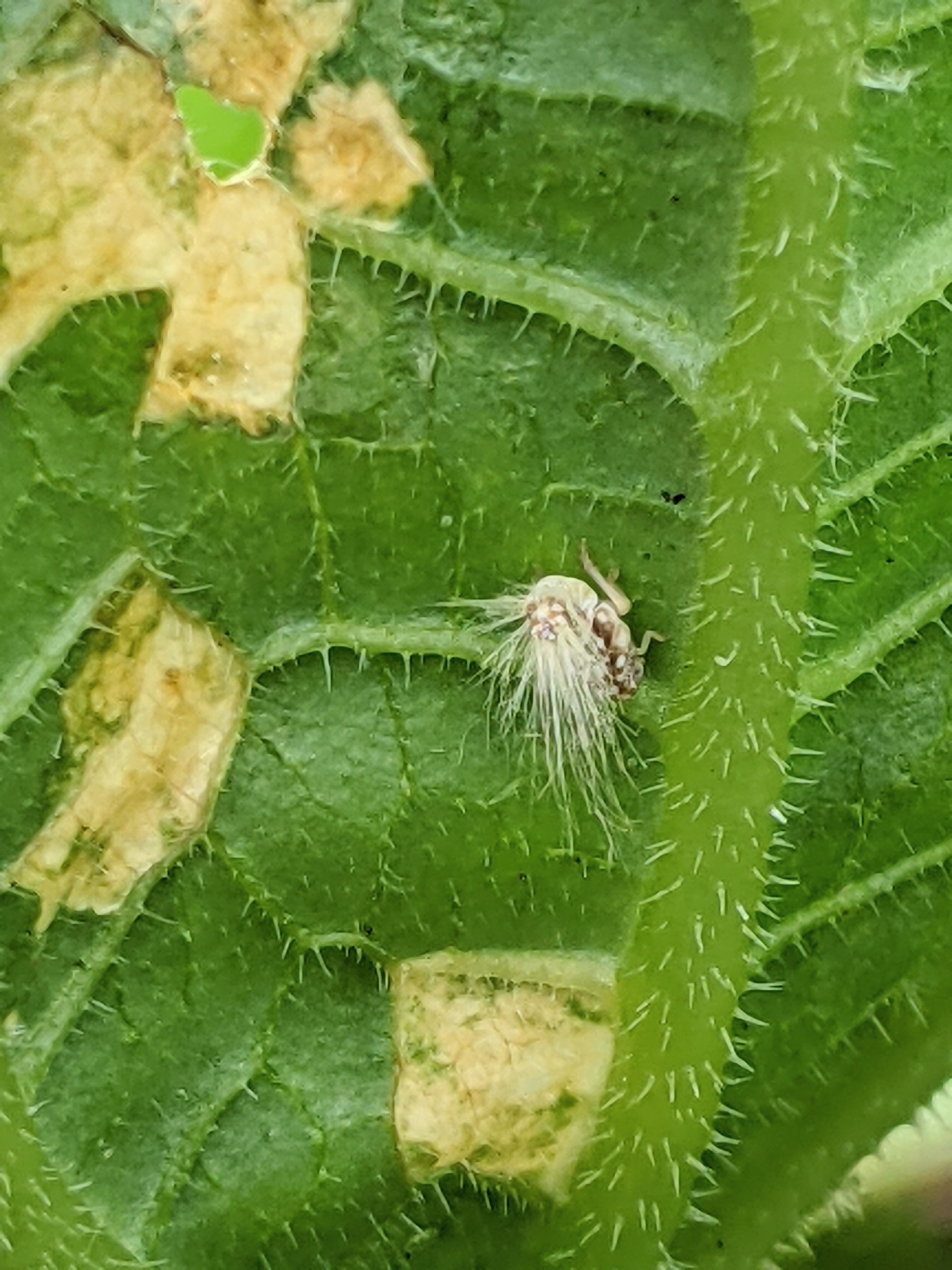 Passionvine Hopper