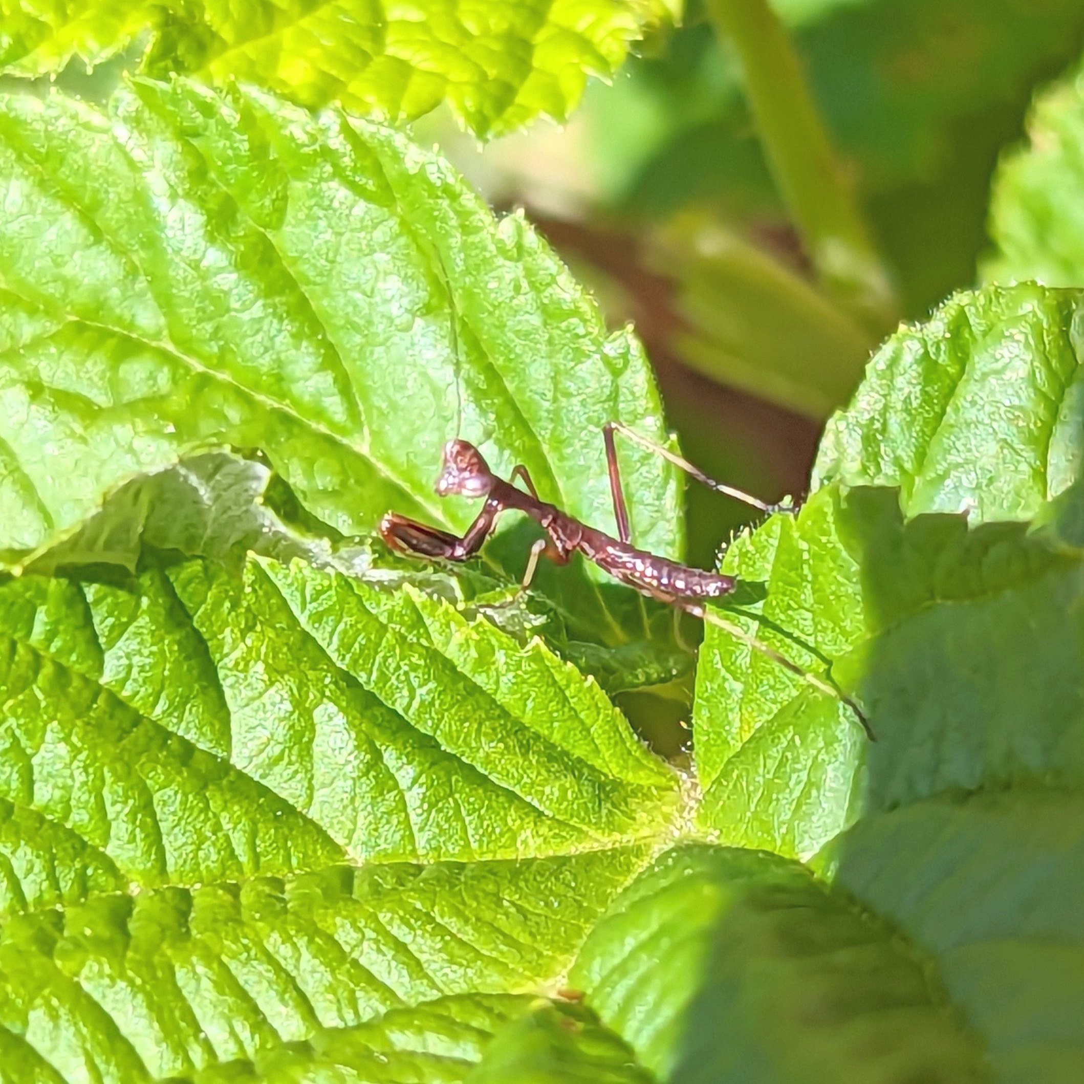 Praying Mantis Nymph