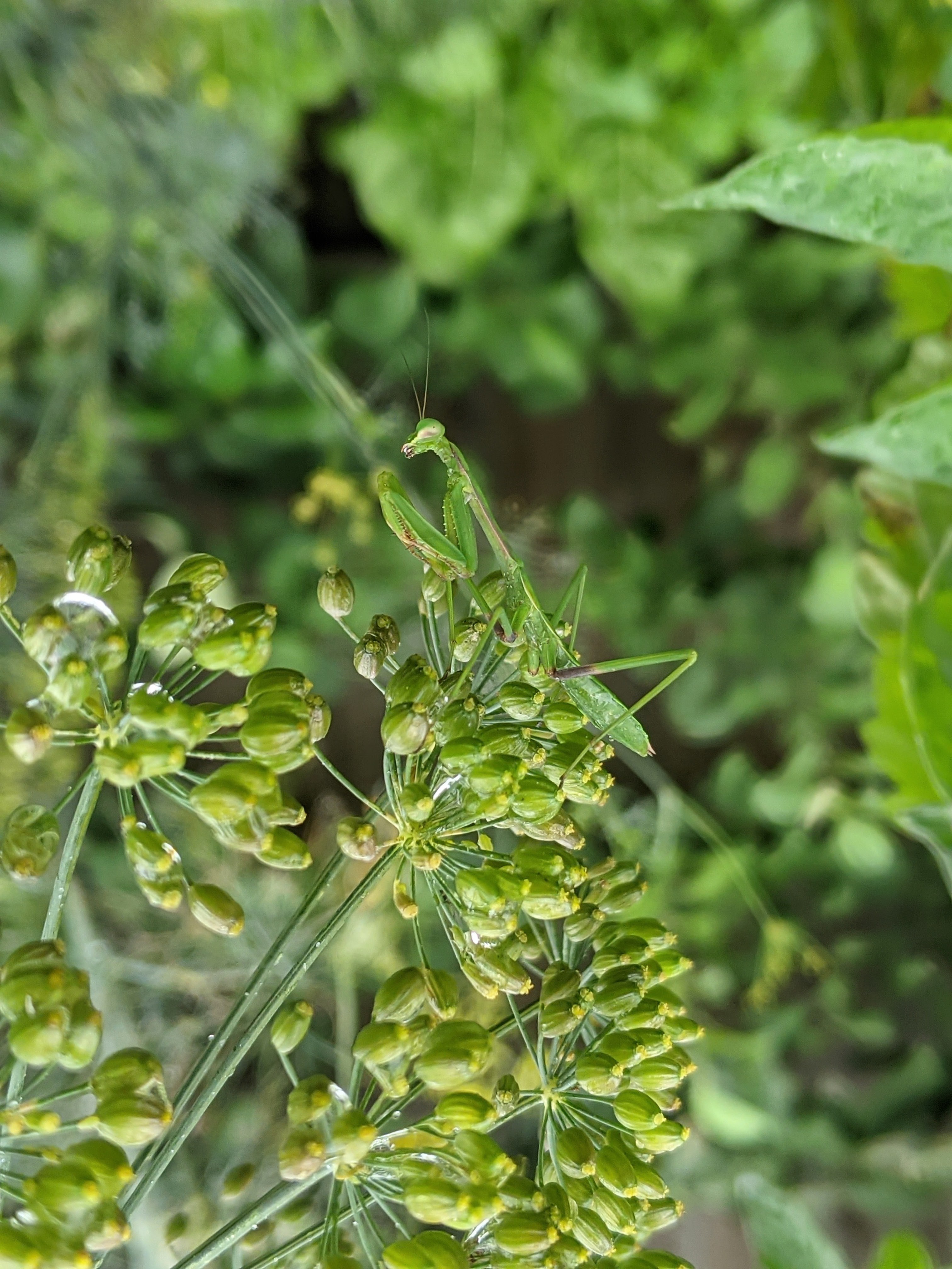 Garden Mantid / Praying Mantis