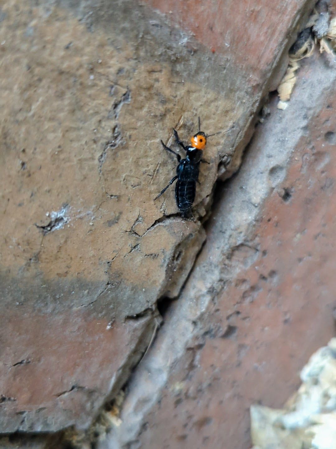 Rove beetle / Devil's Coach Horse