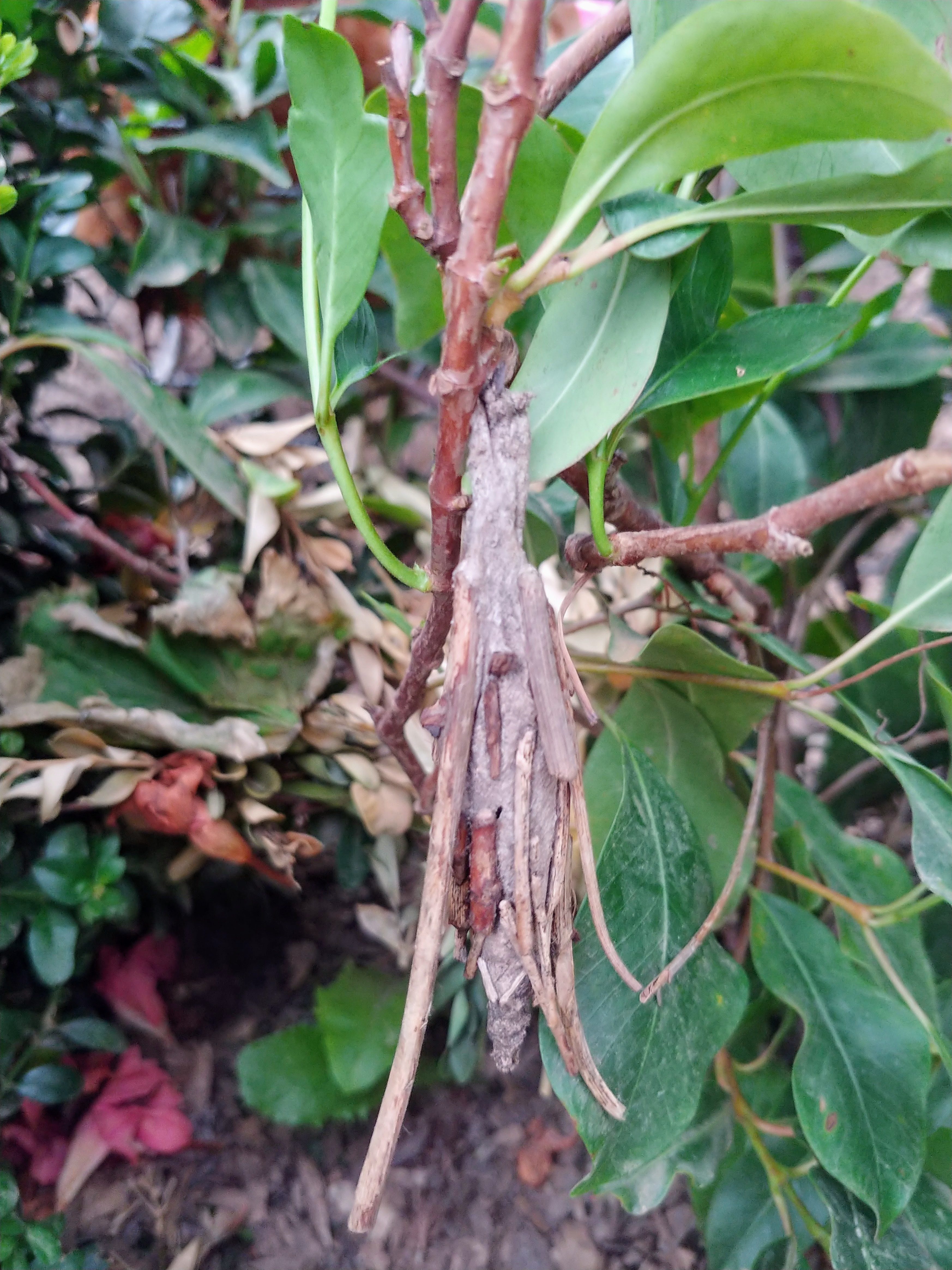 Saunders Case Moth / Bagworms / Bag Moth