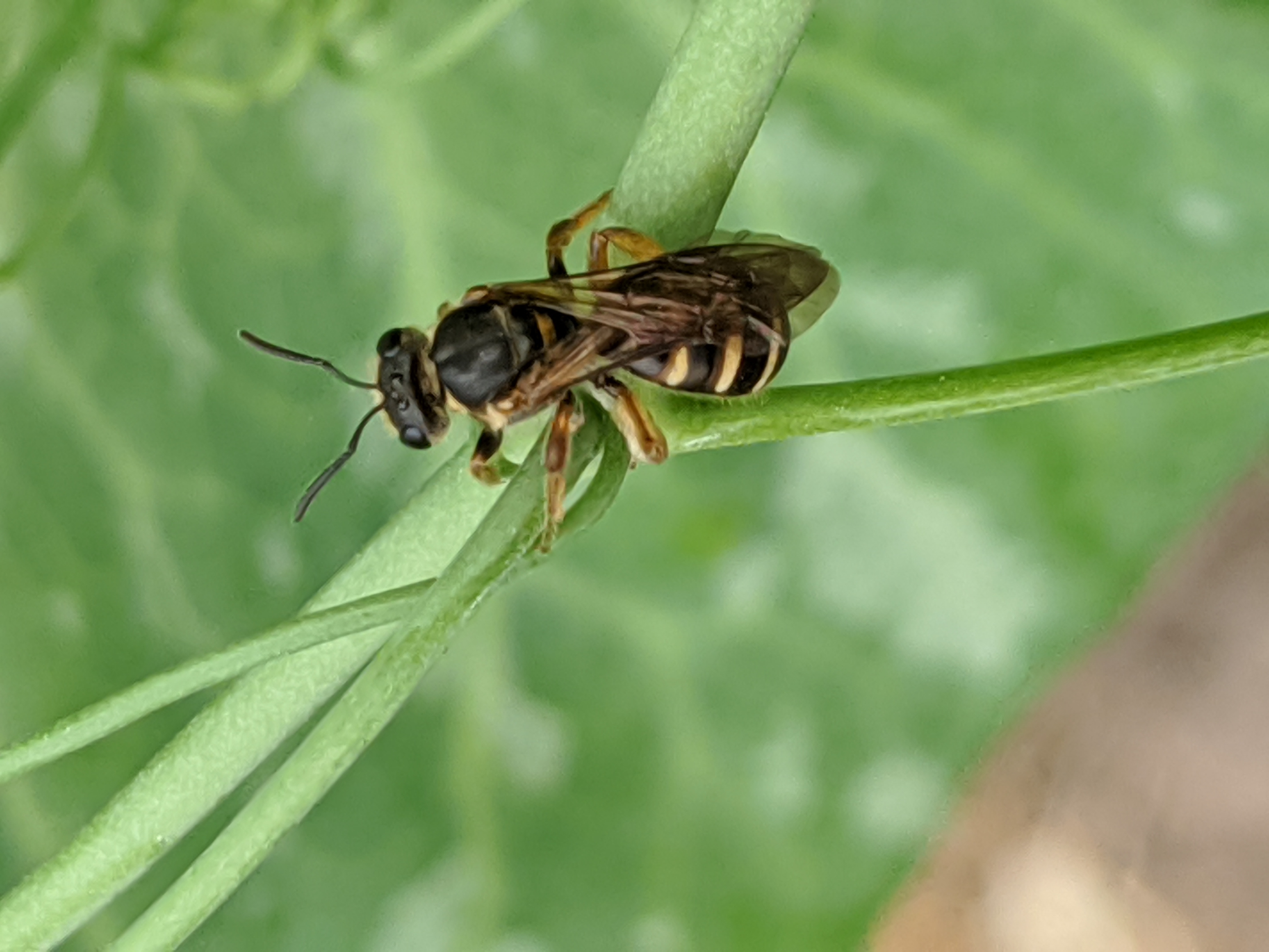 Sweat Bee