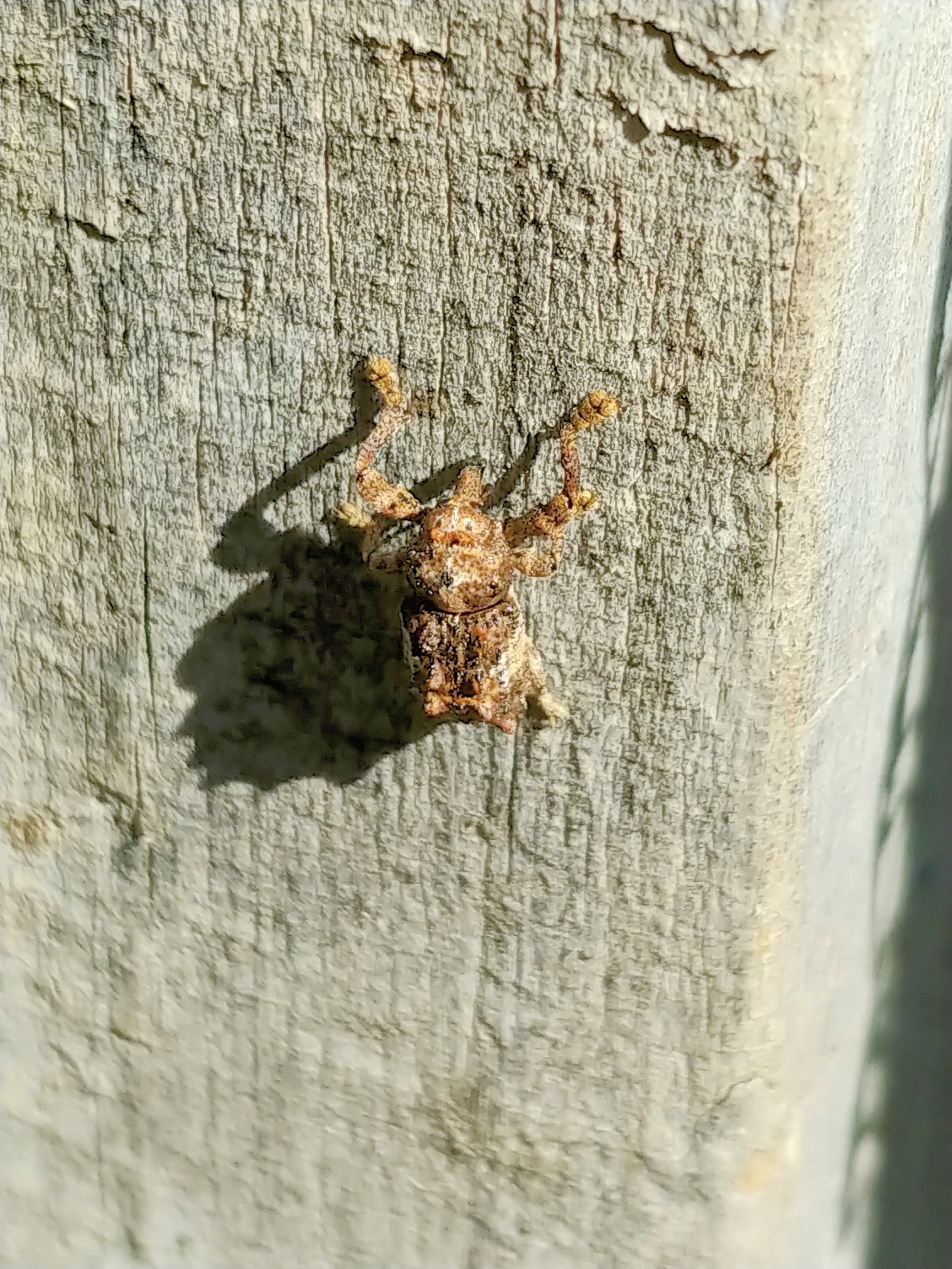 Vine weevil