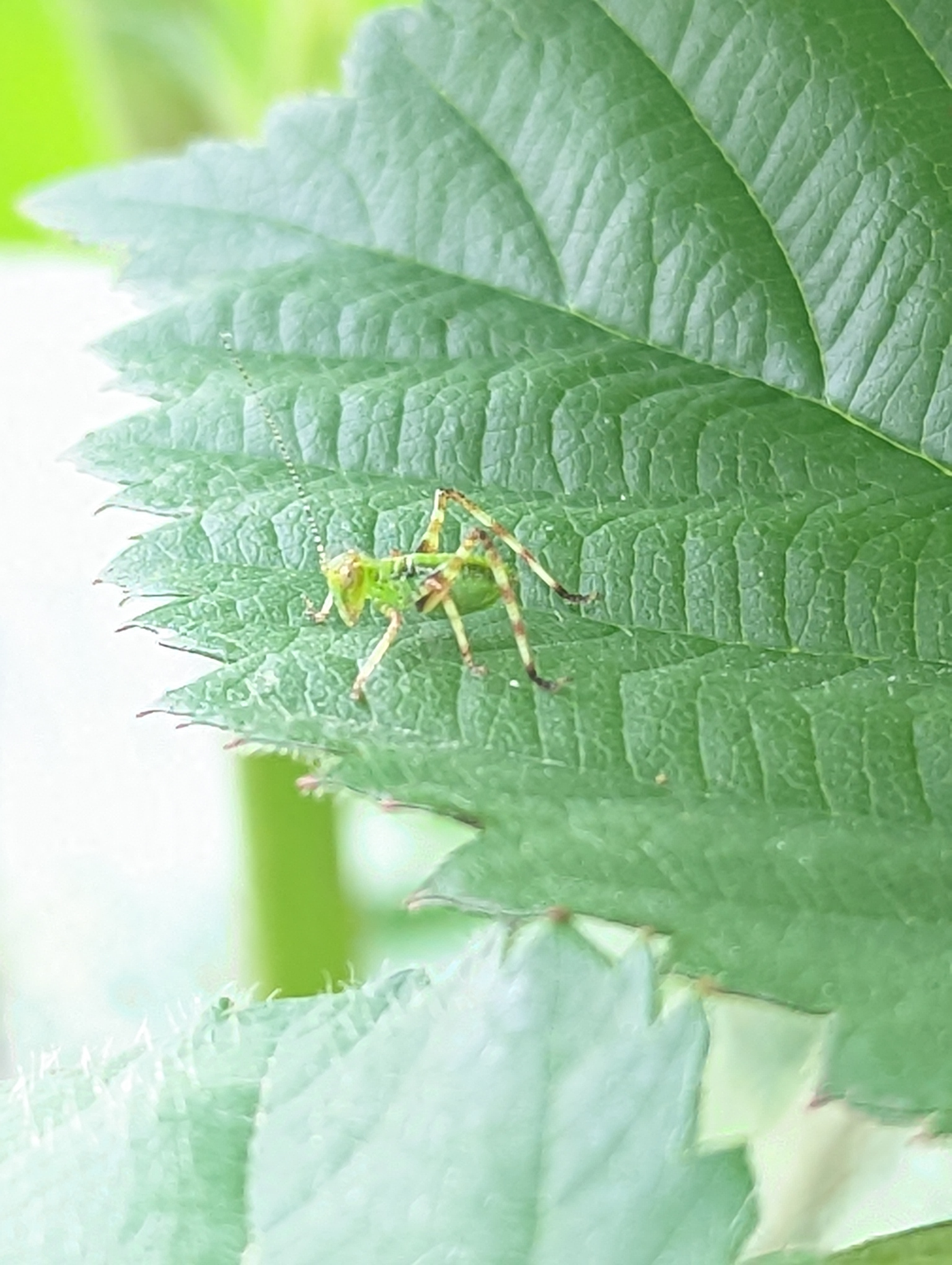 Predatory Insects, Katydid Nymph