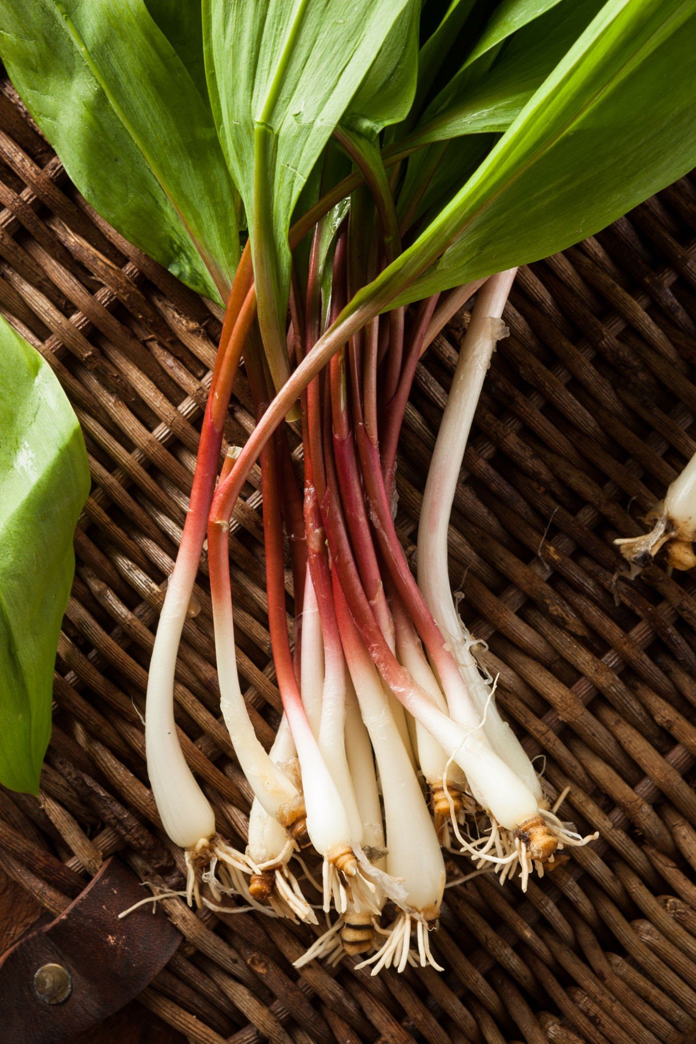 Ramps / wild leeks (allium tricoccum)