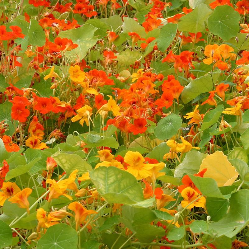 Nasturtium
