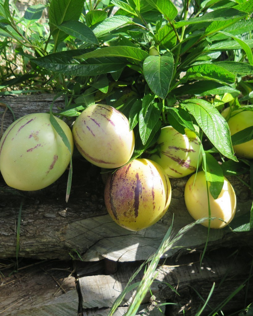 Melon