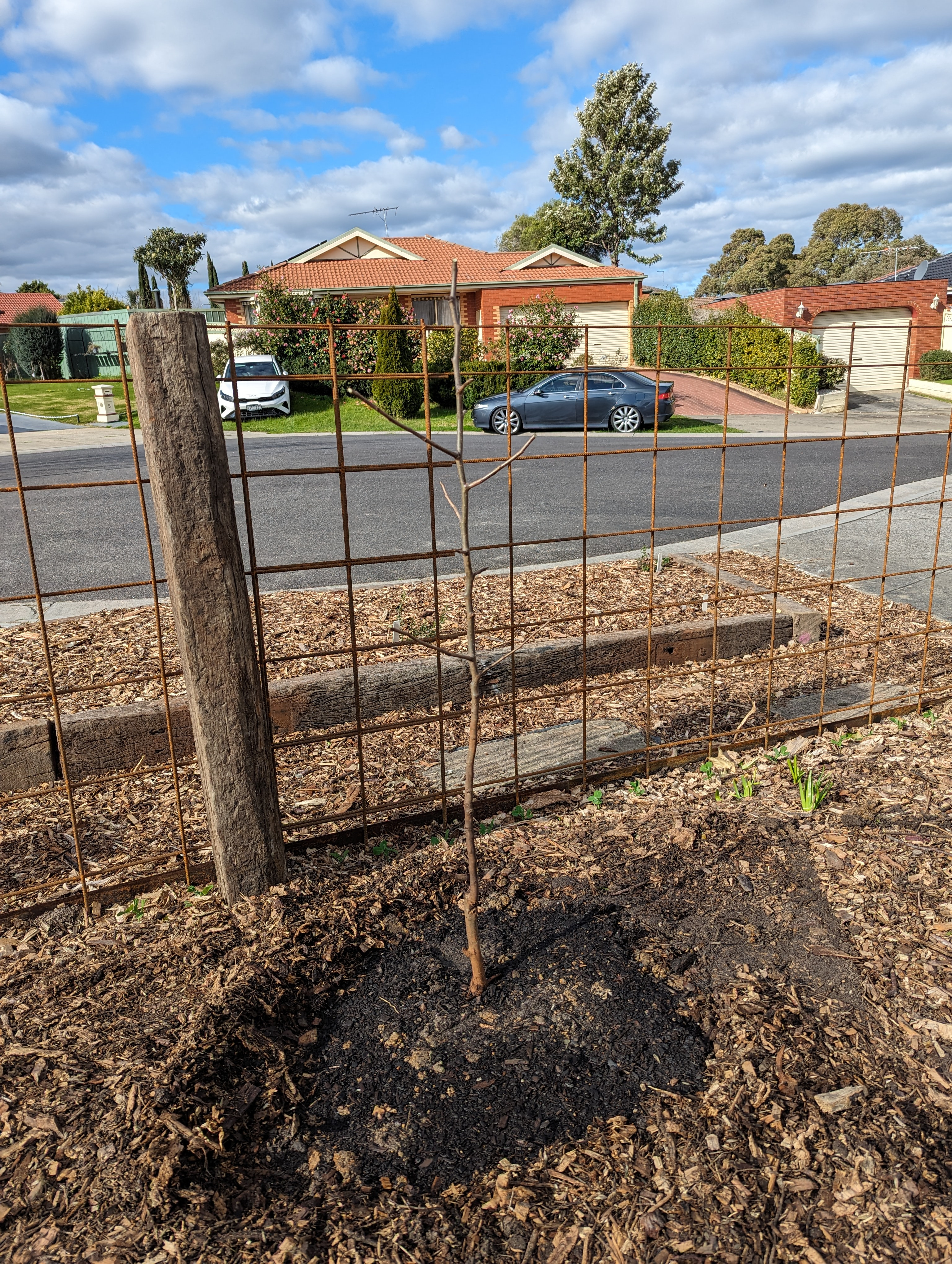 Planted Pyrus Beurre Bosc Pear Tree