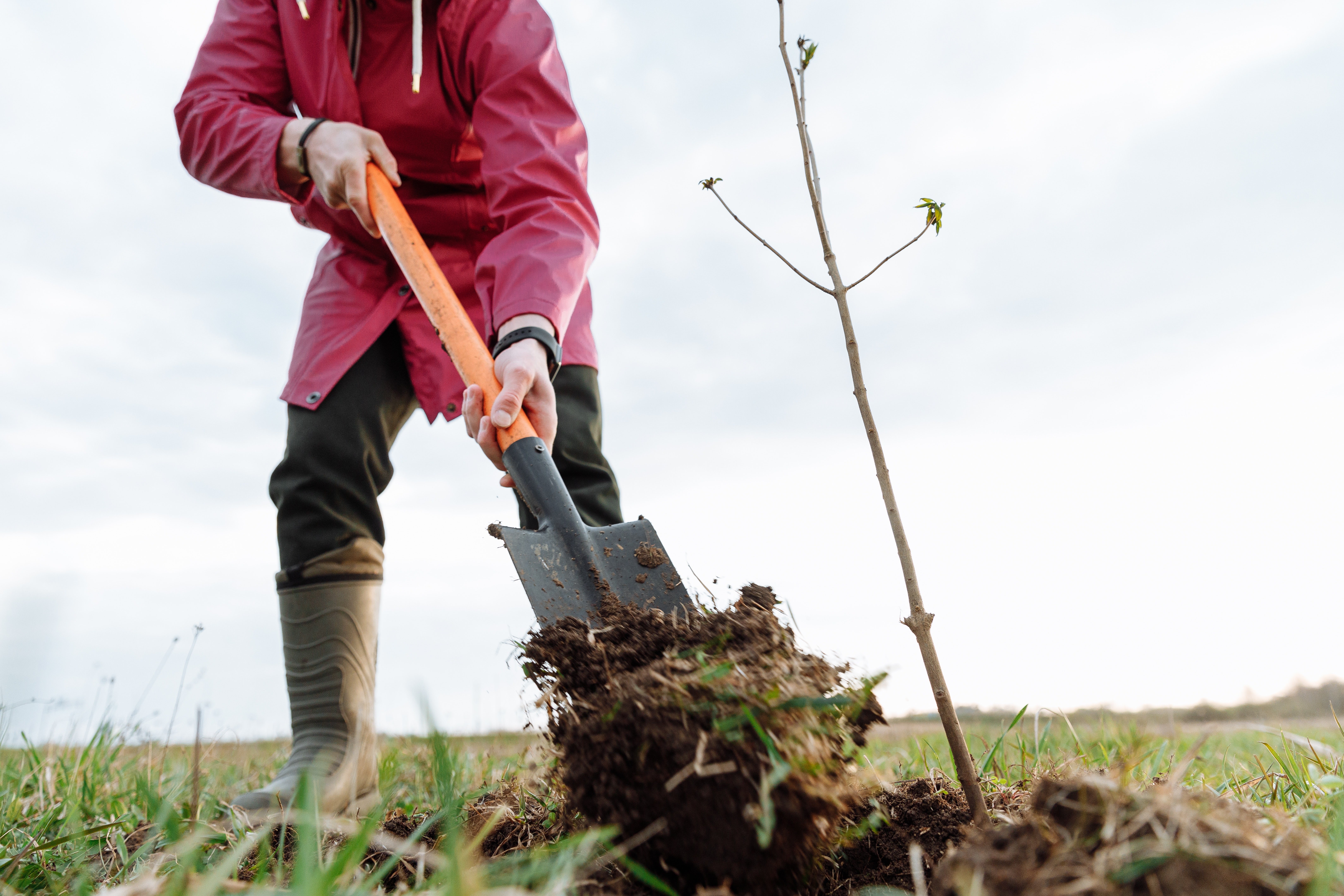 Planting Fruit Trees in Clay