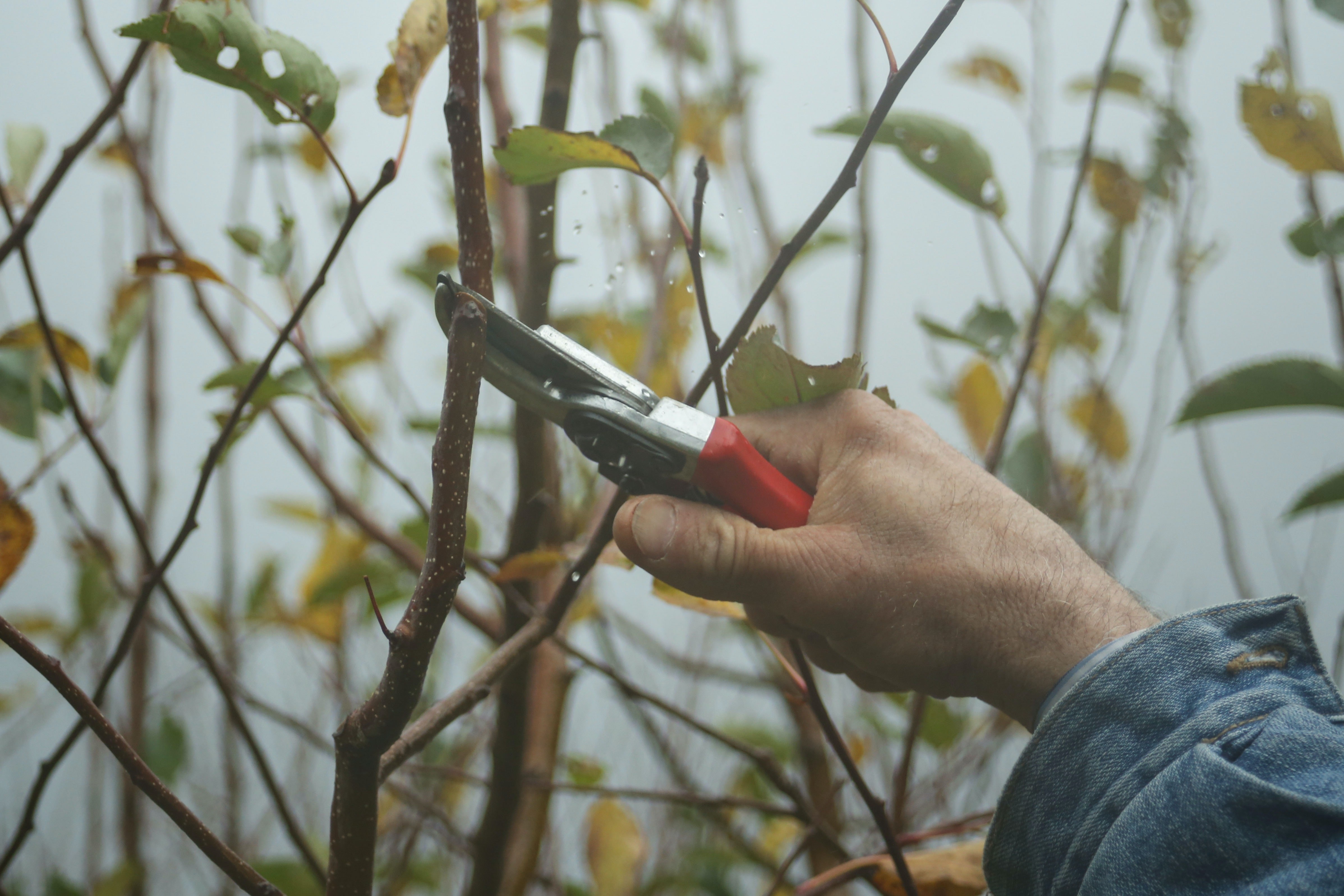Pruning Fruit Trees