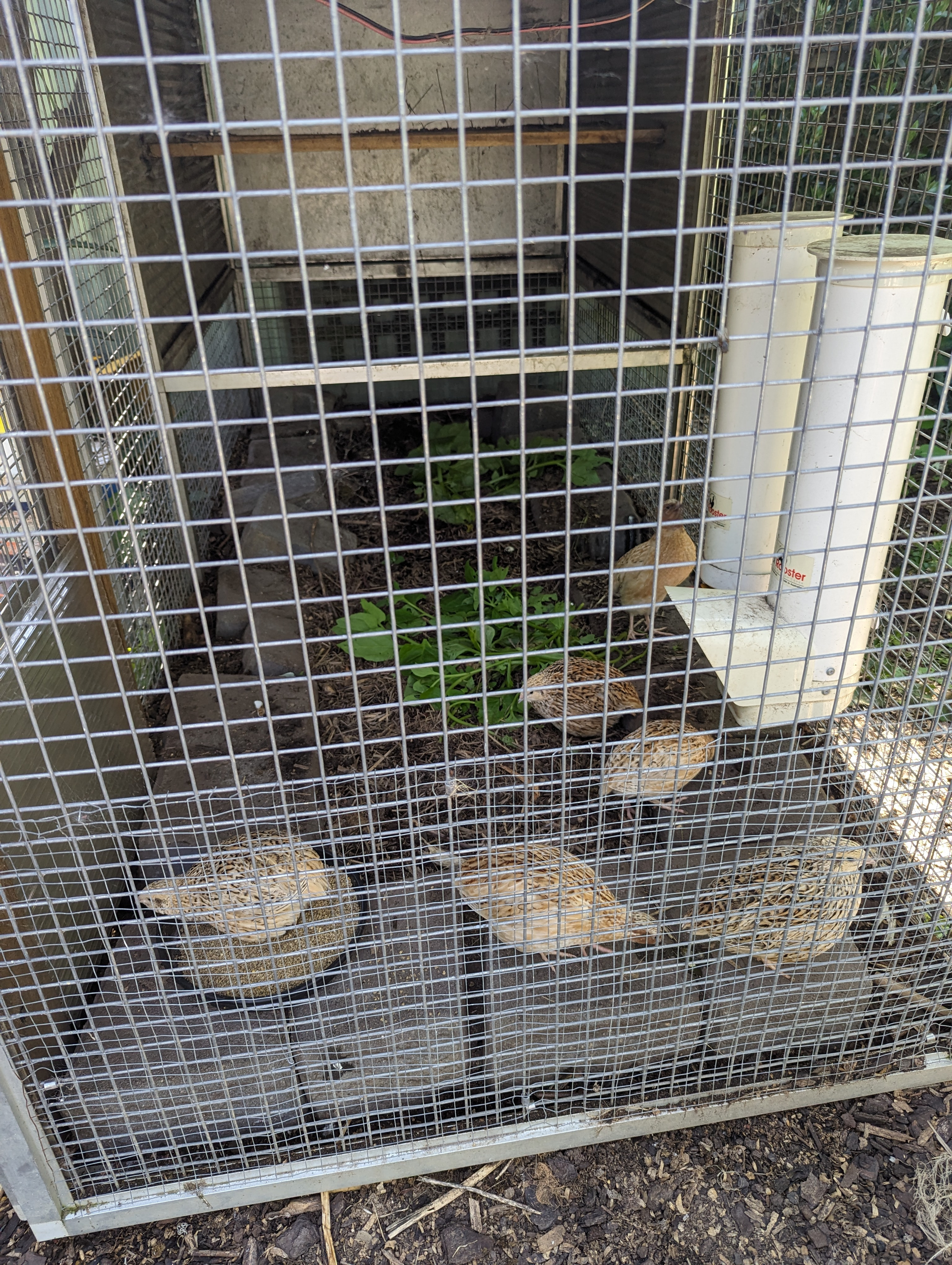 Bought Quails (2024)