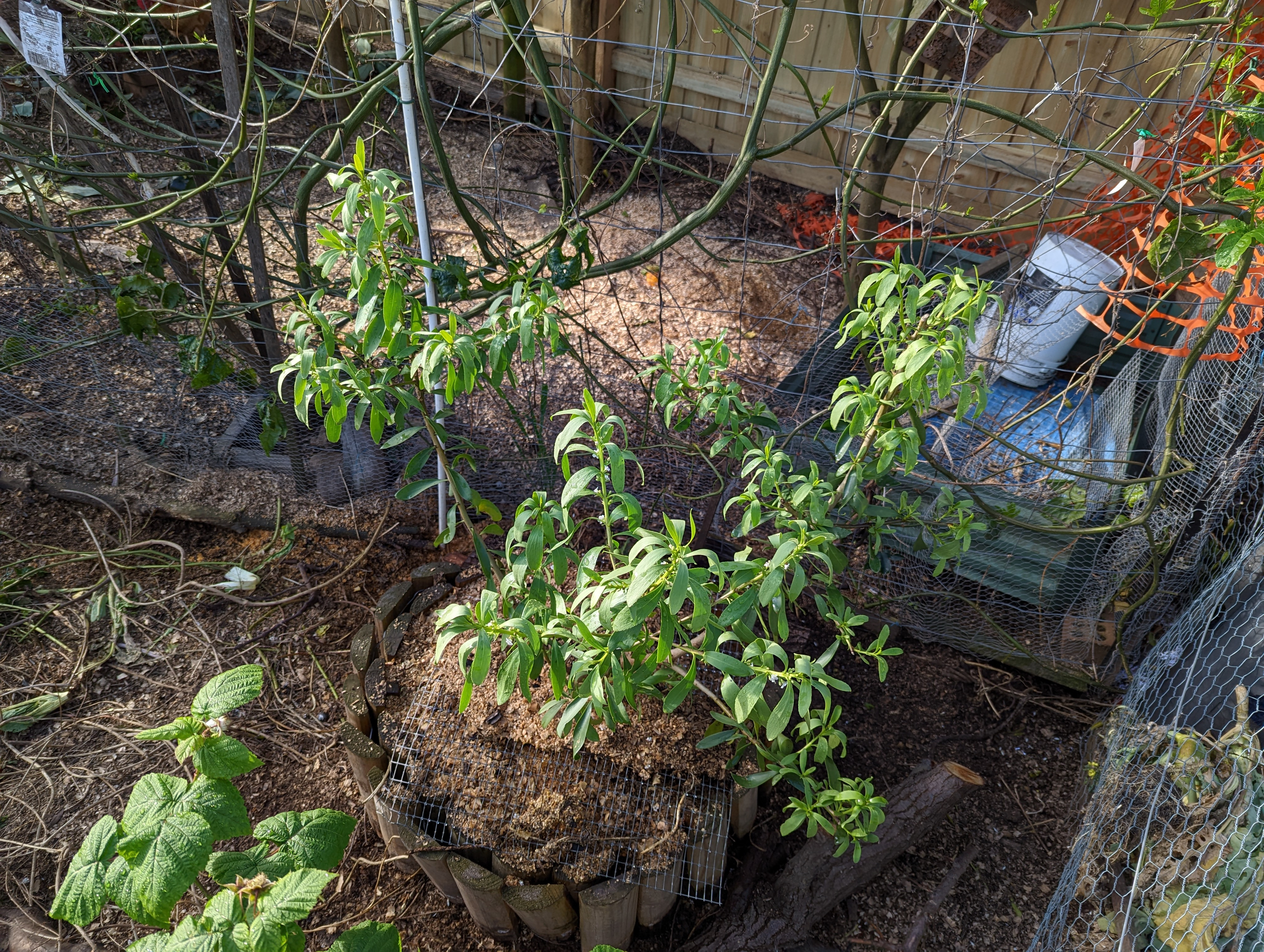 Replanted the Native Juniper