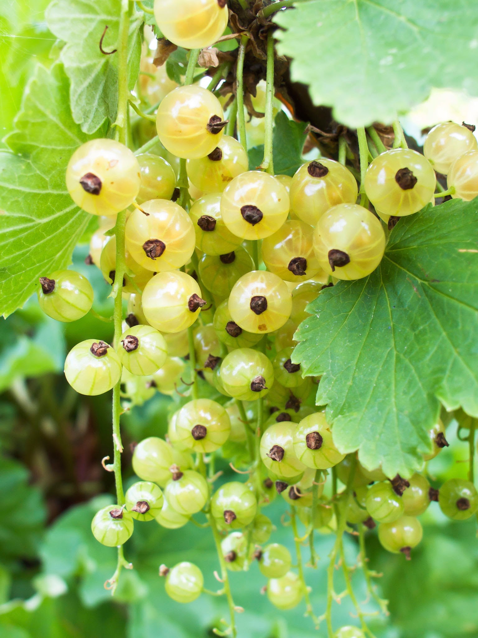 White Currants