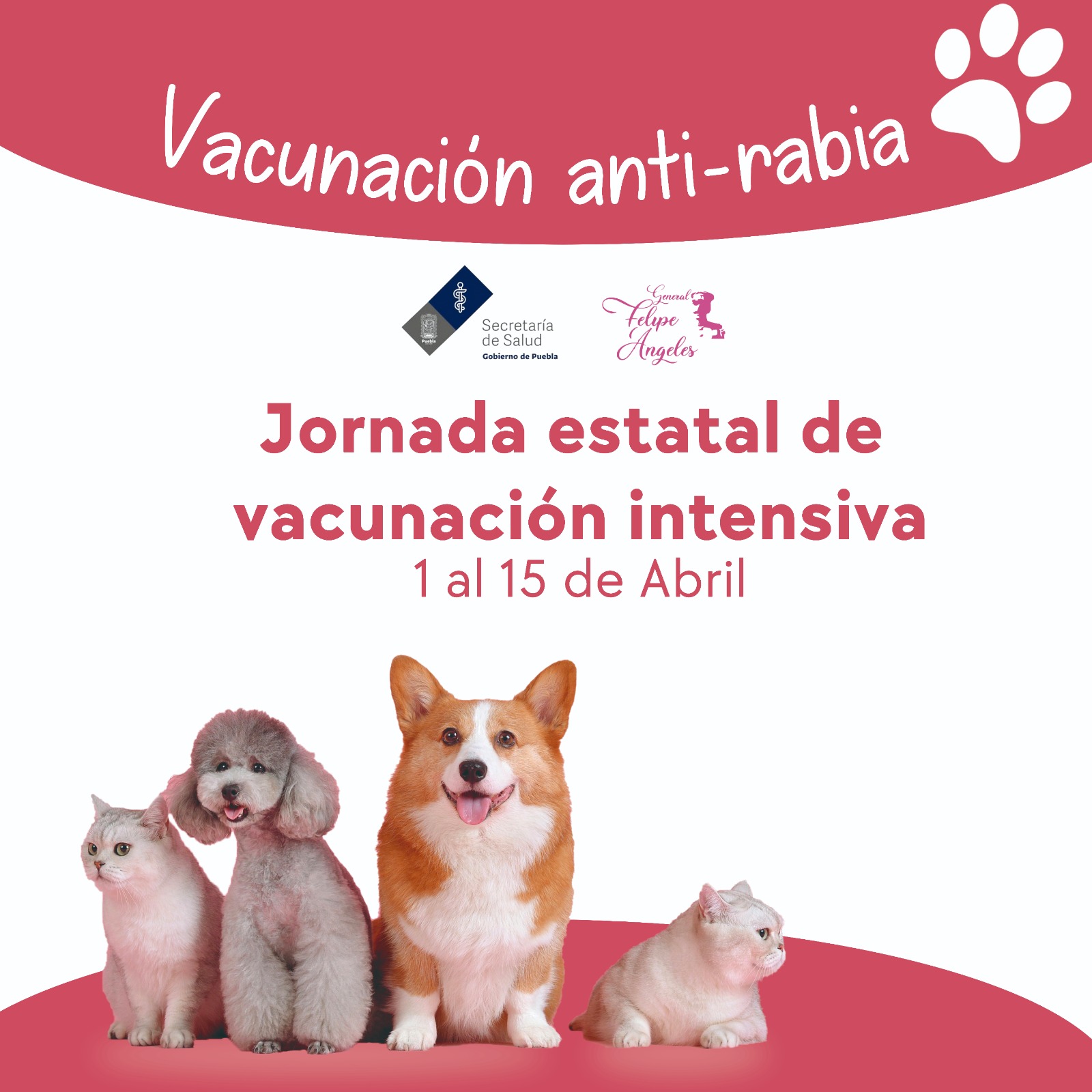 Jornada de Vacunación Antirrabica Canina y Felina