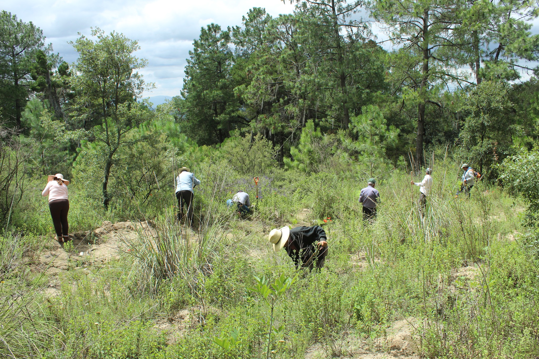 Reforestación en localidad de Candelaria Portezuelo