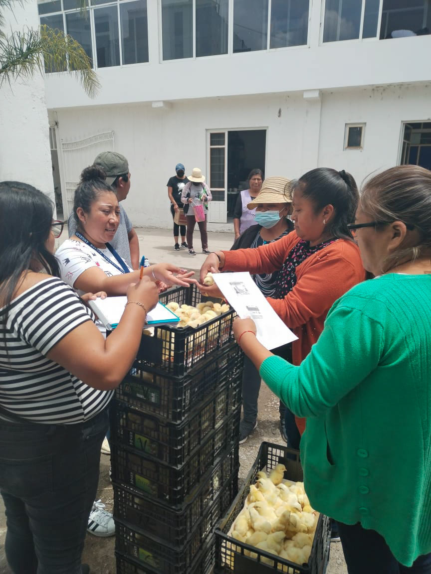 Entrega de pollitos en el municipio de General Felipe Ángeles.