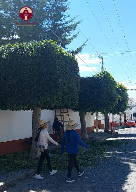 Realizan el mantenimiento con limpieza y poda de arboles