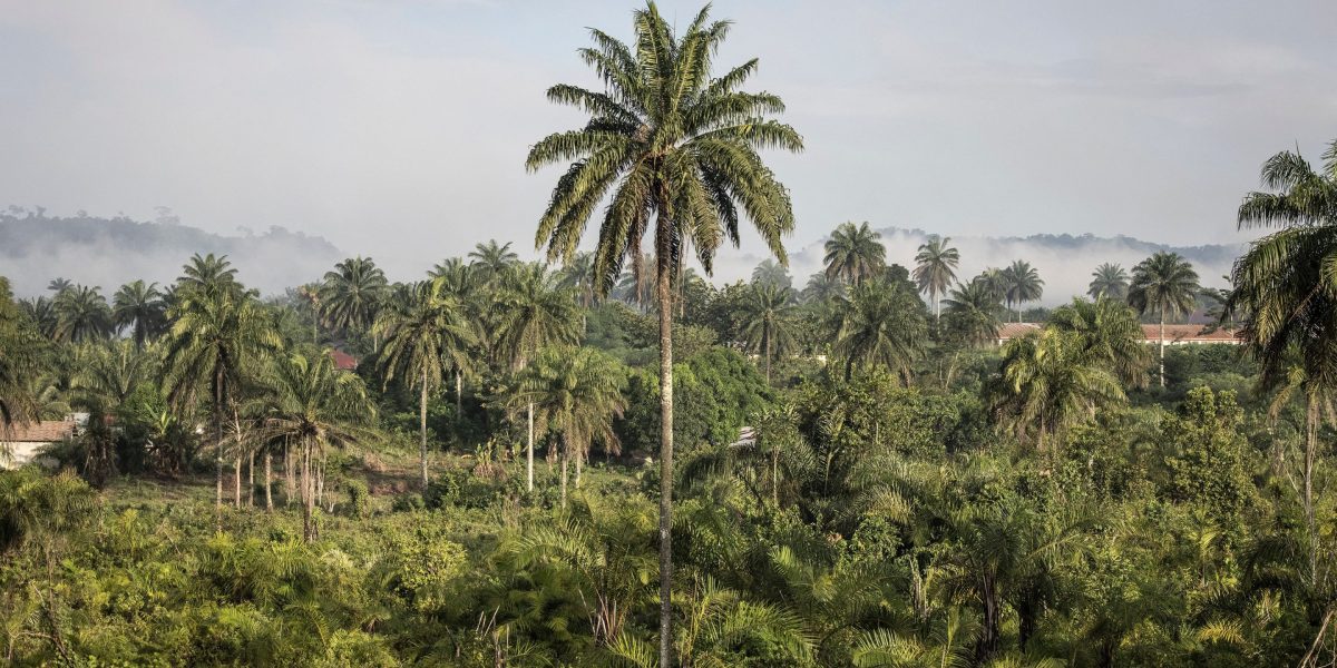Controversy in Carbon Credits: African Conservation Conflicts