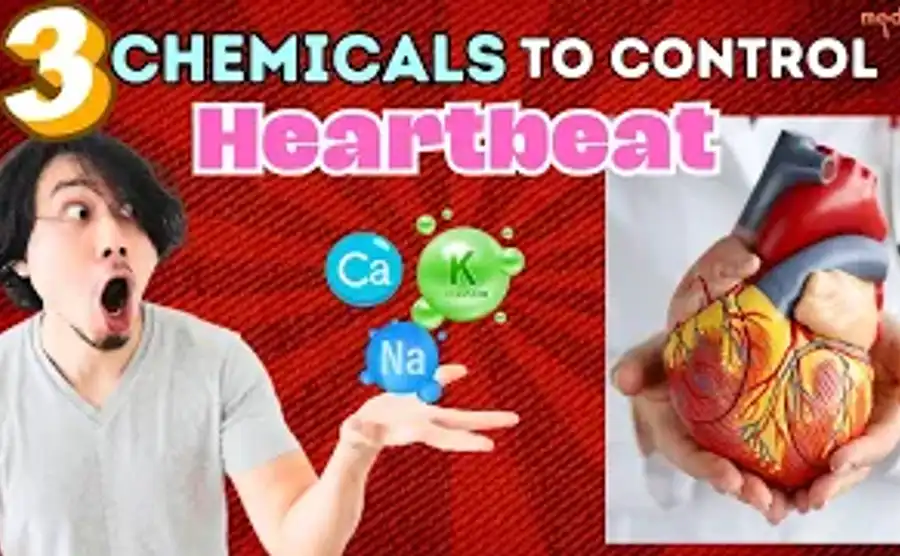 Your Heartbeat Could Be Controlled by These 3 Chemicals