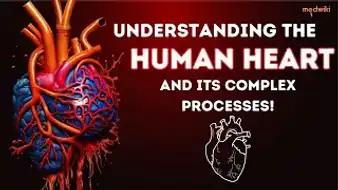 The Human Heart and Its Complex Processes!