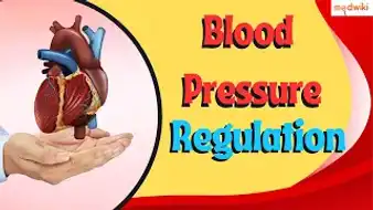 How the Heart Regulates Blood Pressure?