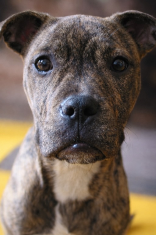 Original dog photo used for pose variations