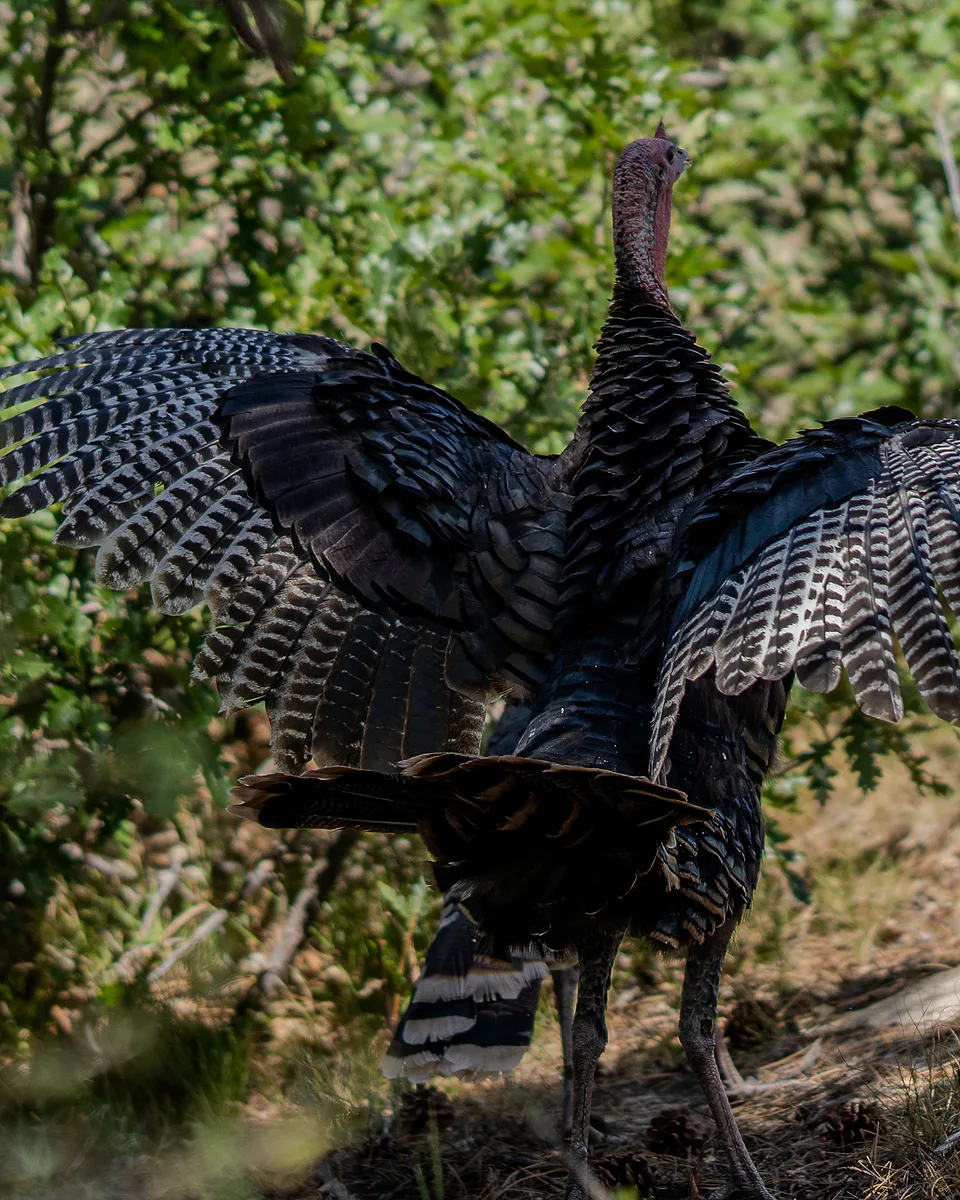 Photograph from Animals by Dayspring