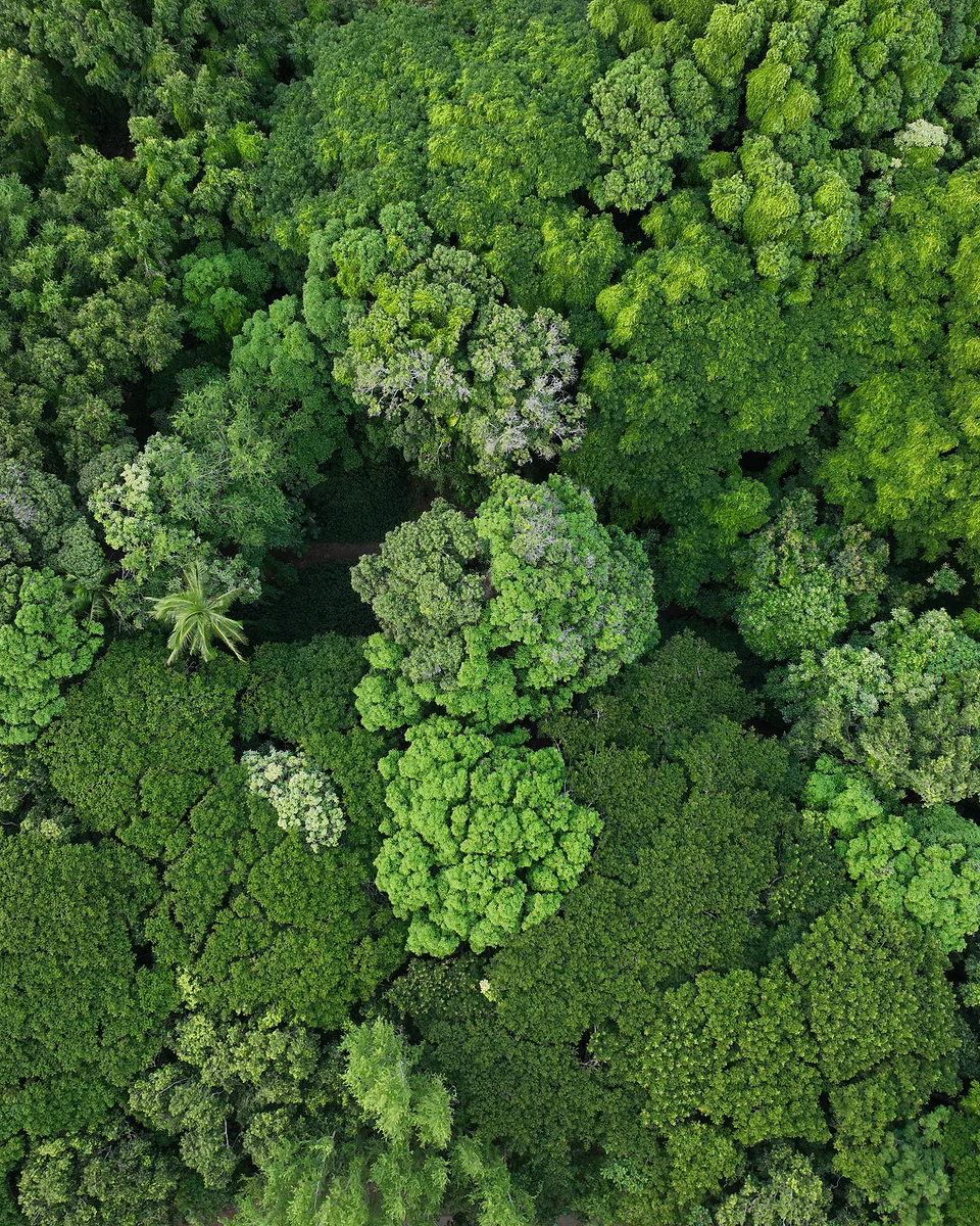 Aerial view looking straight down onto dense rainforest canopy, layer upon layer of green treetops