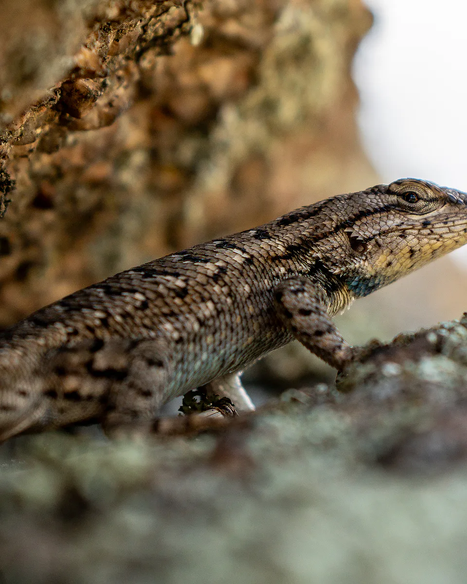 Photograph from Animals by Dayspring