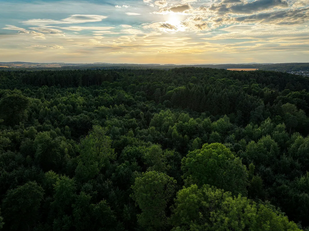 Aerial view across a rolling green forest at sunset, the sun breaking through cloud above a distant treeline