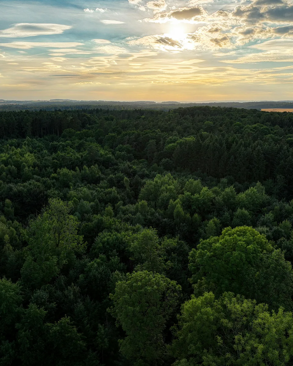 Aerial view across a rolling green forest at sunset, the sun breaking through cloud above a distant treeline