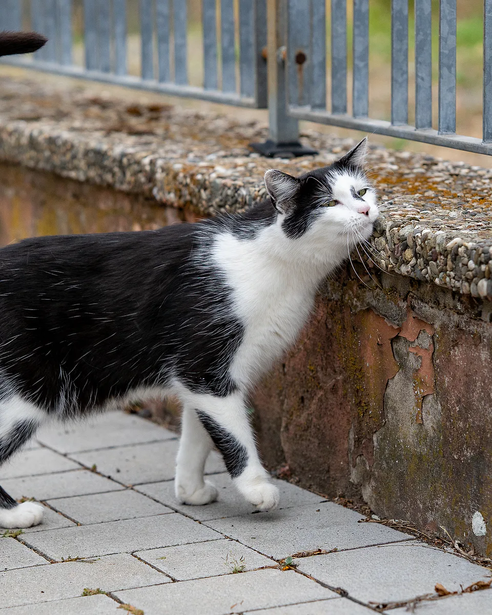Black-and-white cat walking along a brick pavement, nose to a weathered wall beneath a railing