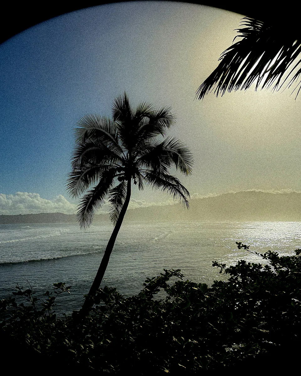 A lone palm leaning over a bay in hazy backlight, framed through a dark circular vignette