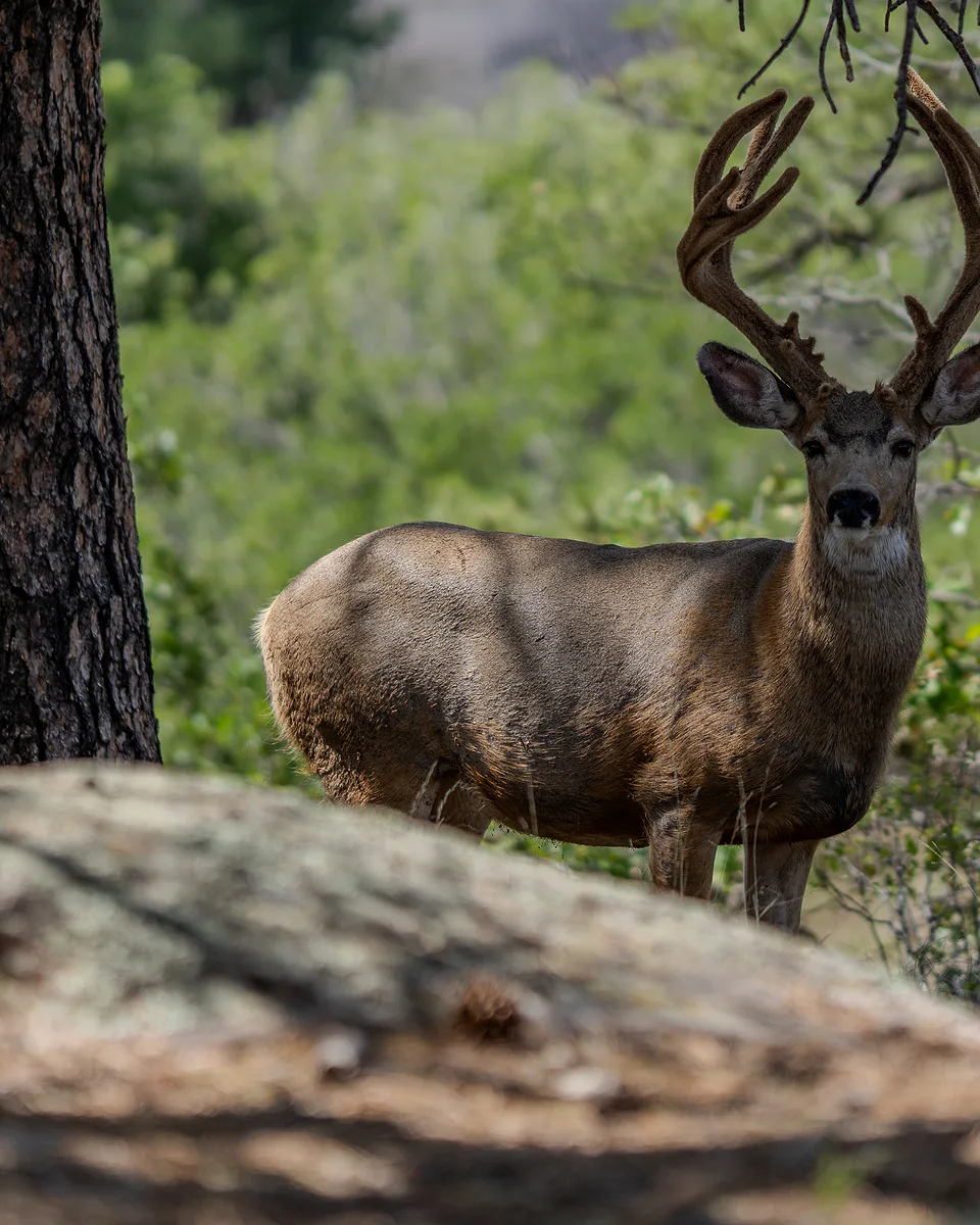 Photograph from Animals by Dayspring