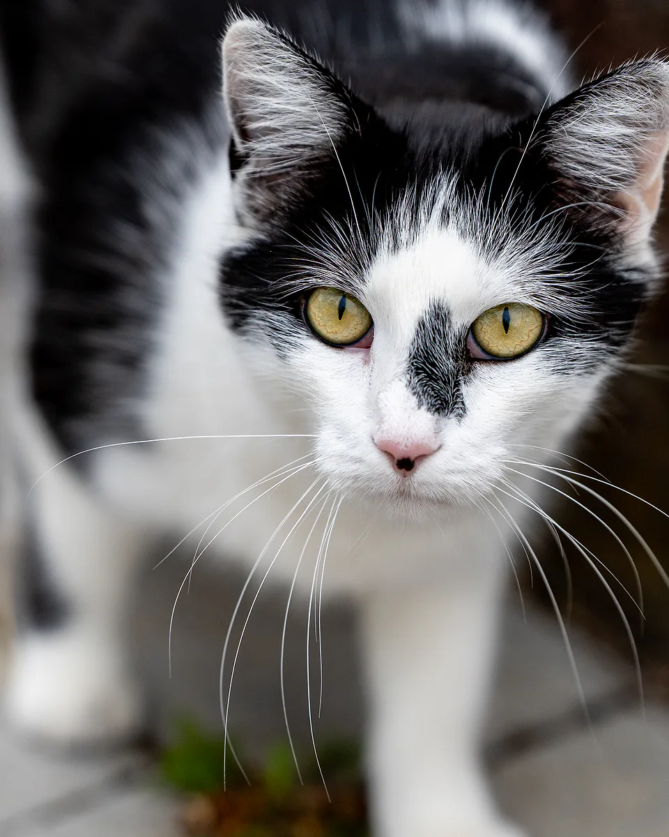 Black-and-white cat with yellow eyes looking straight up at the camera from a paved path