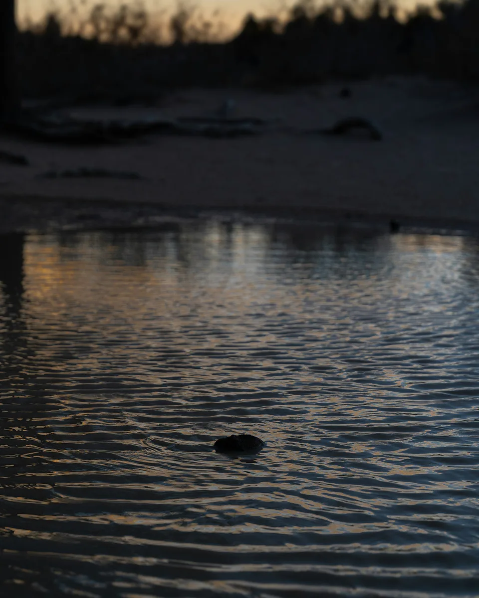 A still pool on sand at dusk, the last orange light and bare trees mirrored on its rippled surface