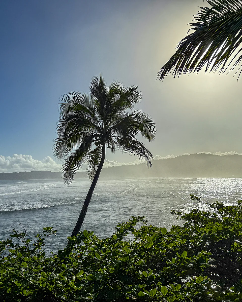 A lone palm leaning over a bay, sunlight scattering off the water with surf breaking along the shore