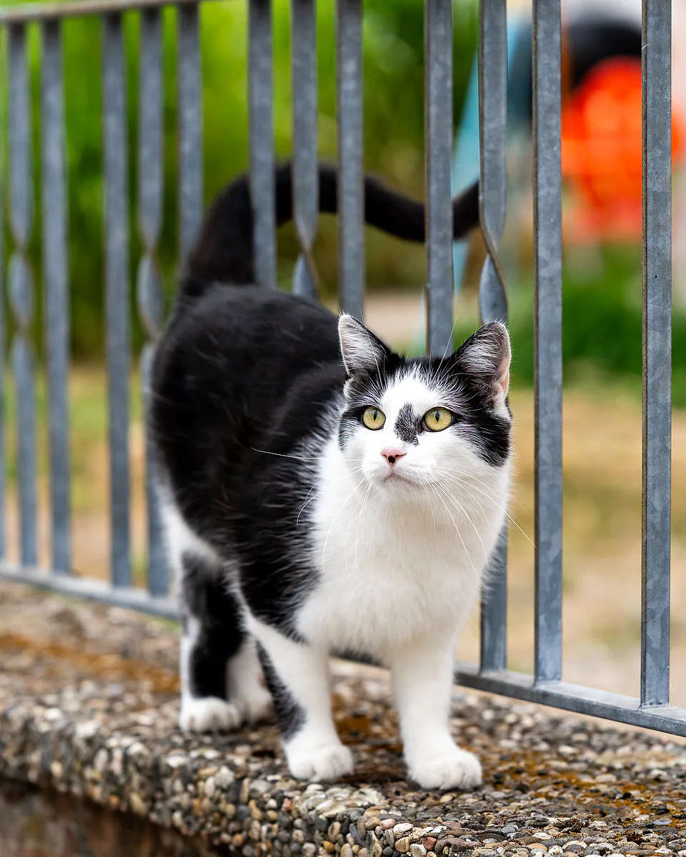 Black-and-white cat standing on a low wall between railing bars, looking up expectantly