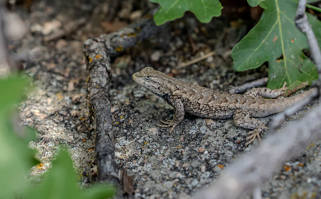 Photograph from Animals by Dayspring