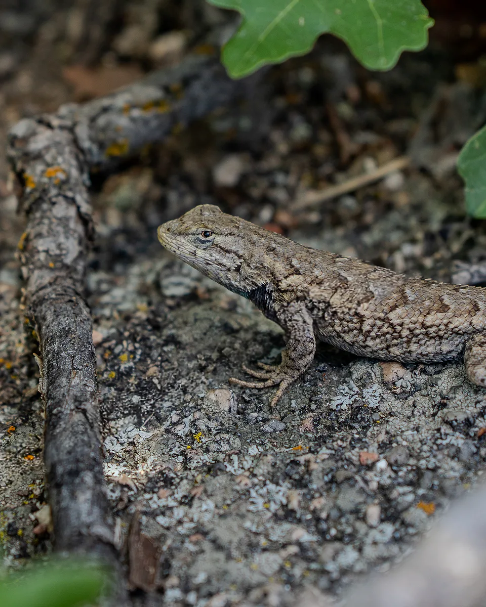 Photograph from Animals by Dayspring