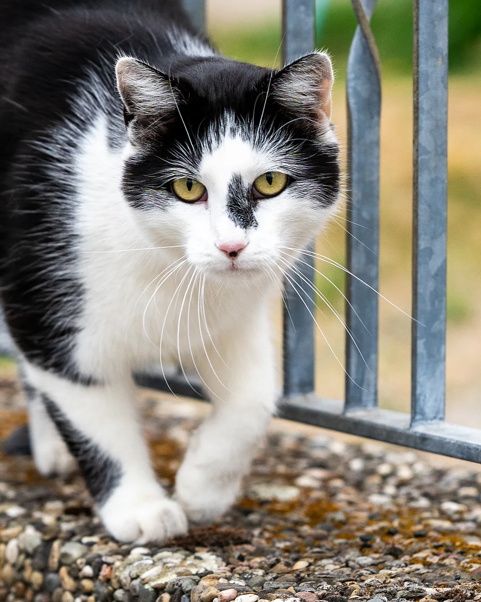 Black-and-white cat stepping carefully along a stone wall in front of a metal railing
