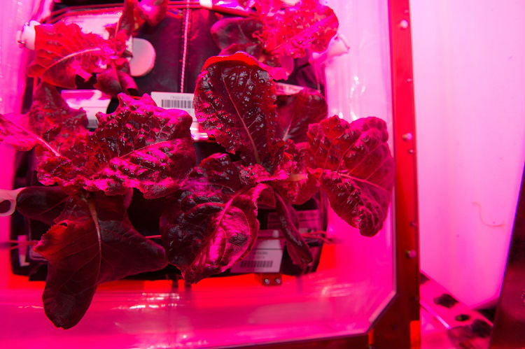 Lettuce on the ISS