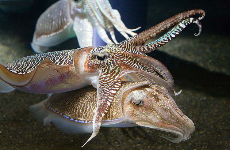 Cuttlefish Cuddling